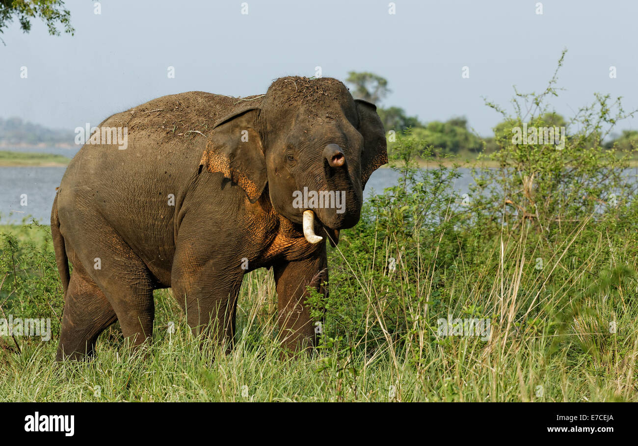 Single Tusker elephant charging, Minneriya, Sri Lanka Stock Photo