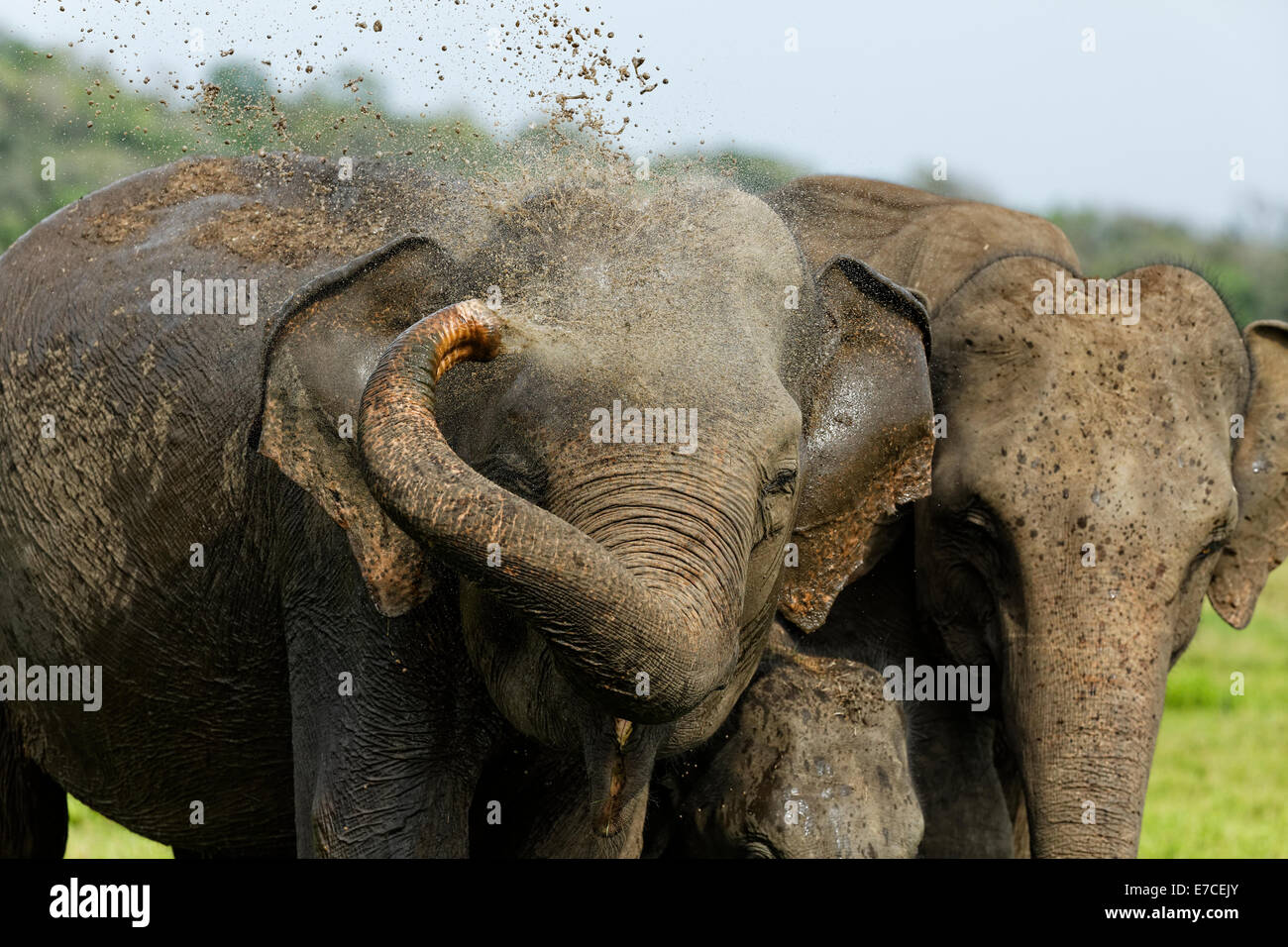 Elephant spraying water on herself in Kaudulla National Park, Sri Lanka Stock Photo