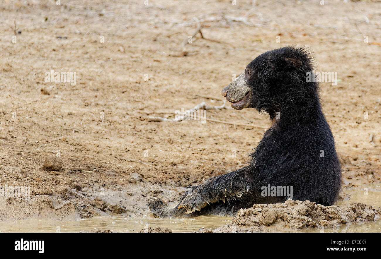 Sloth bear relaxing in the mud in Yala National Park, Sri Lanka Stock Photo