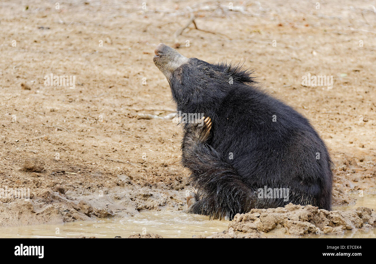 Sloth bear scratching himself in the mud at Yala National Park , Sri Lanka Stock Photo