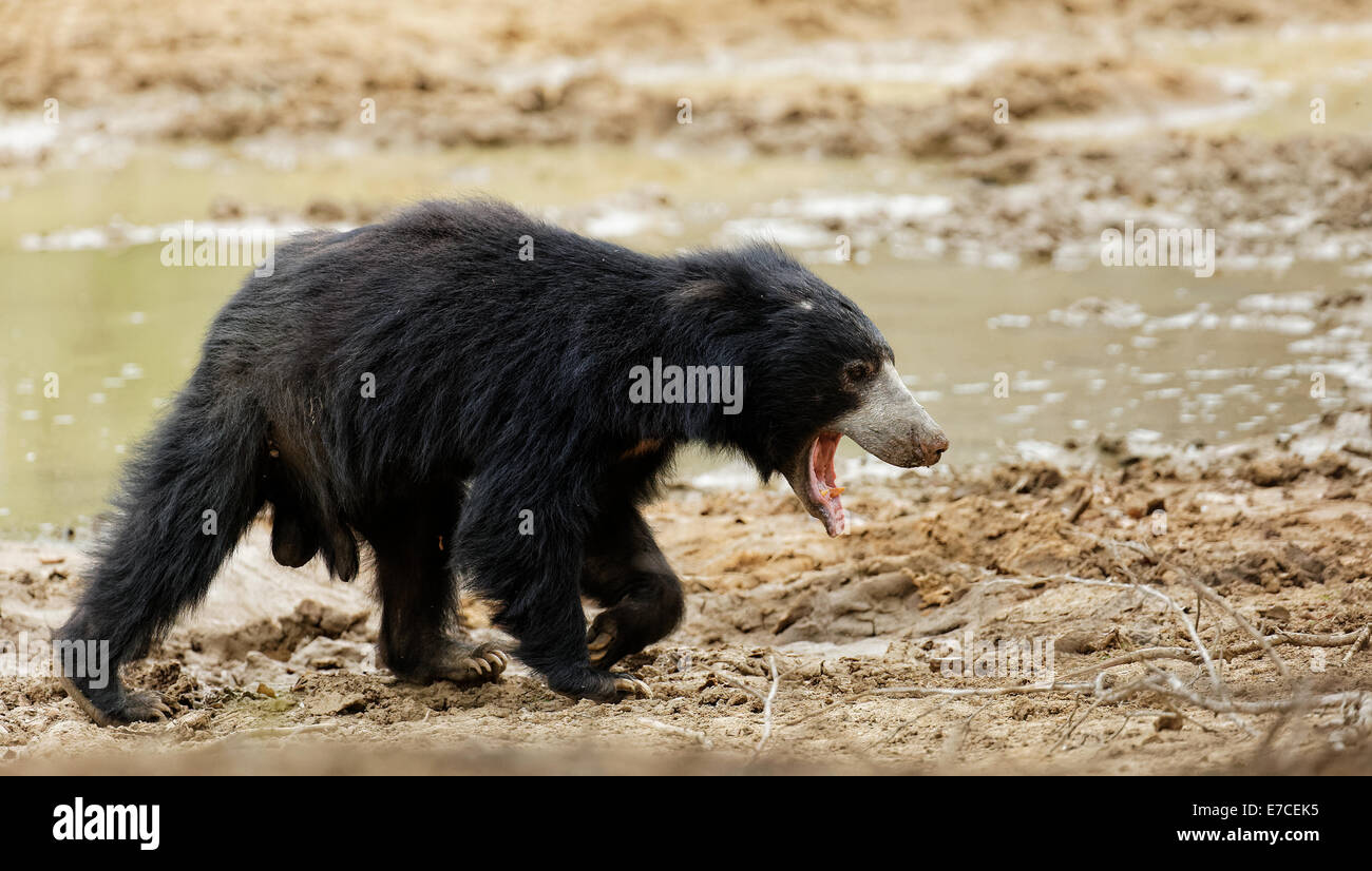 Sleepy Bear at Yala National Park Sri Lanka Stock Photo