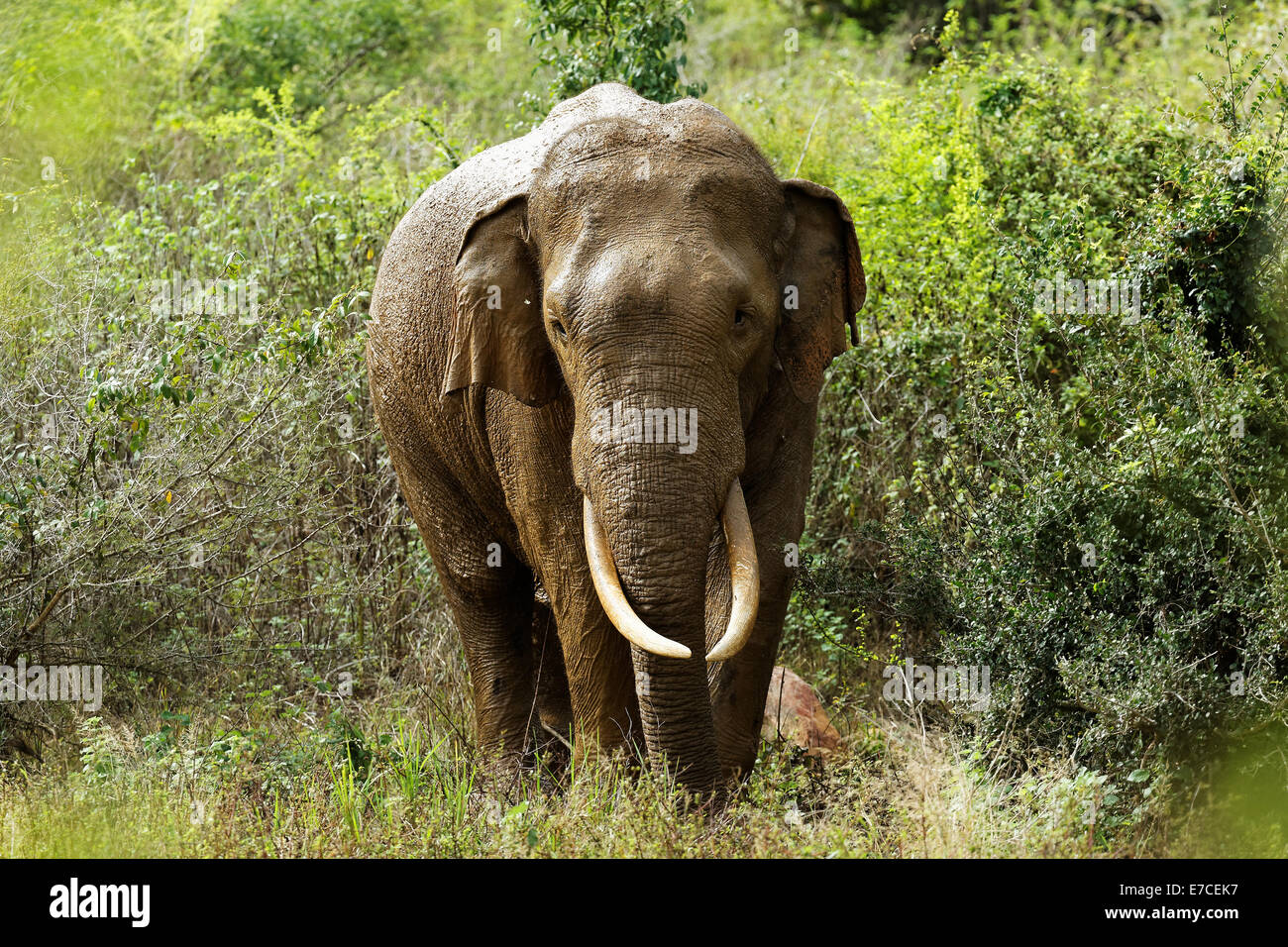 Big tusker elephant in Sri Lanka Stock Photo