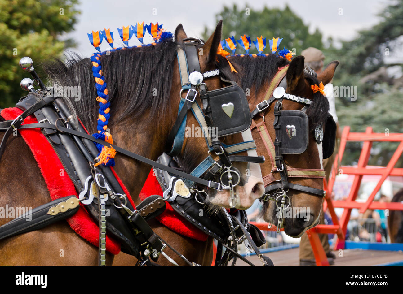 Two steam horses hi-res stock photography and images - Alamy