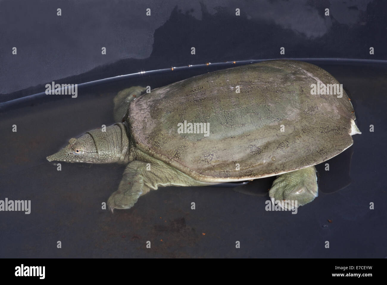 Chinese Softshell Turtle (Pelodiscus sinensis). In a container. Showing upper shell or carapace markings. Farmed for human food. Stock Photo