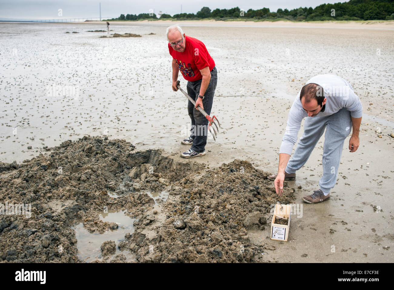fishermen digging a live earthworms for use as fishing bait Stock Photo Alamy