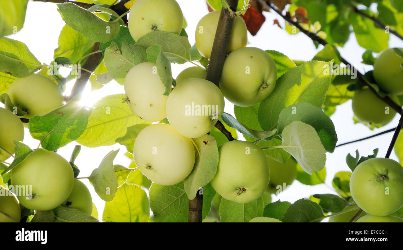 group of white apples on the tree Stock Photo
