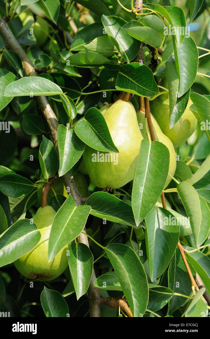green pears growing on the tree in sunlight Stock Photo