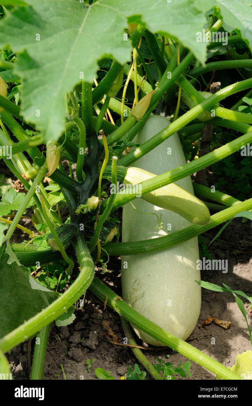 bush of squash with different stage of vegetable growing Stock Photo