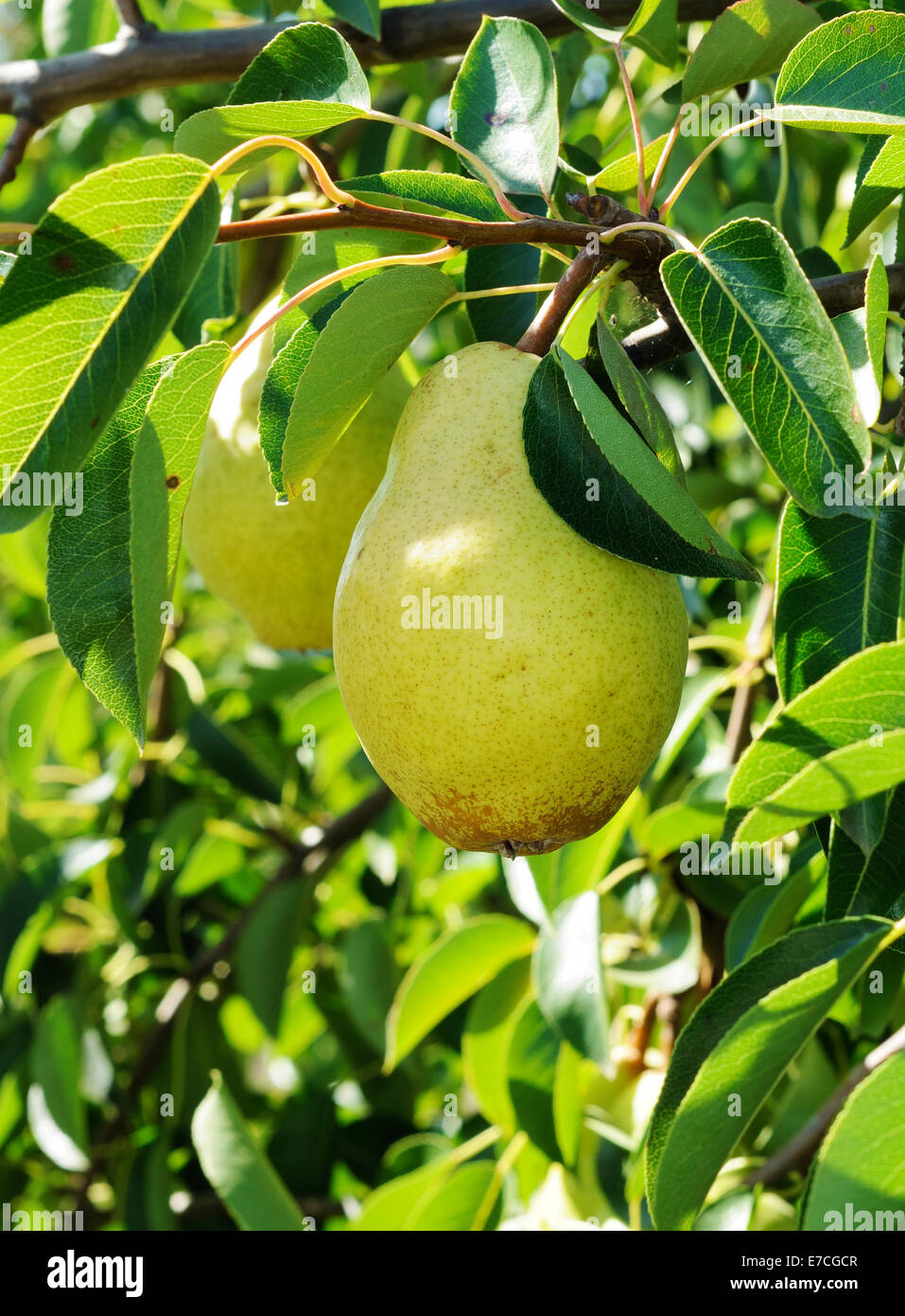 Big ripe fruit on the branch of pear tree Stock Photo