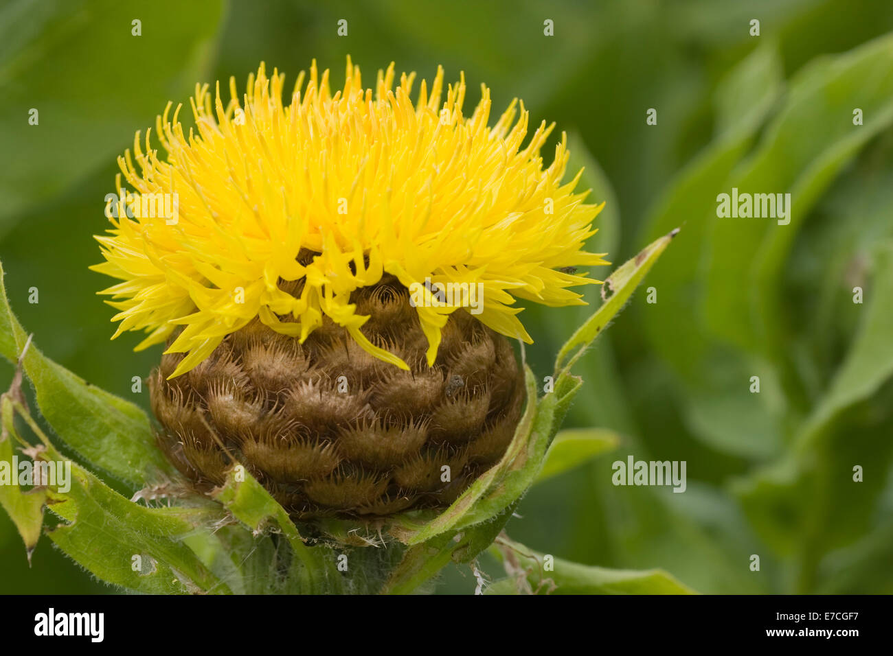 Safflower (Carthamus tinctorius), flower