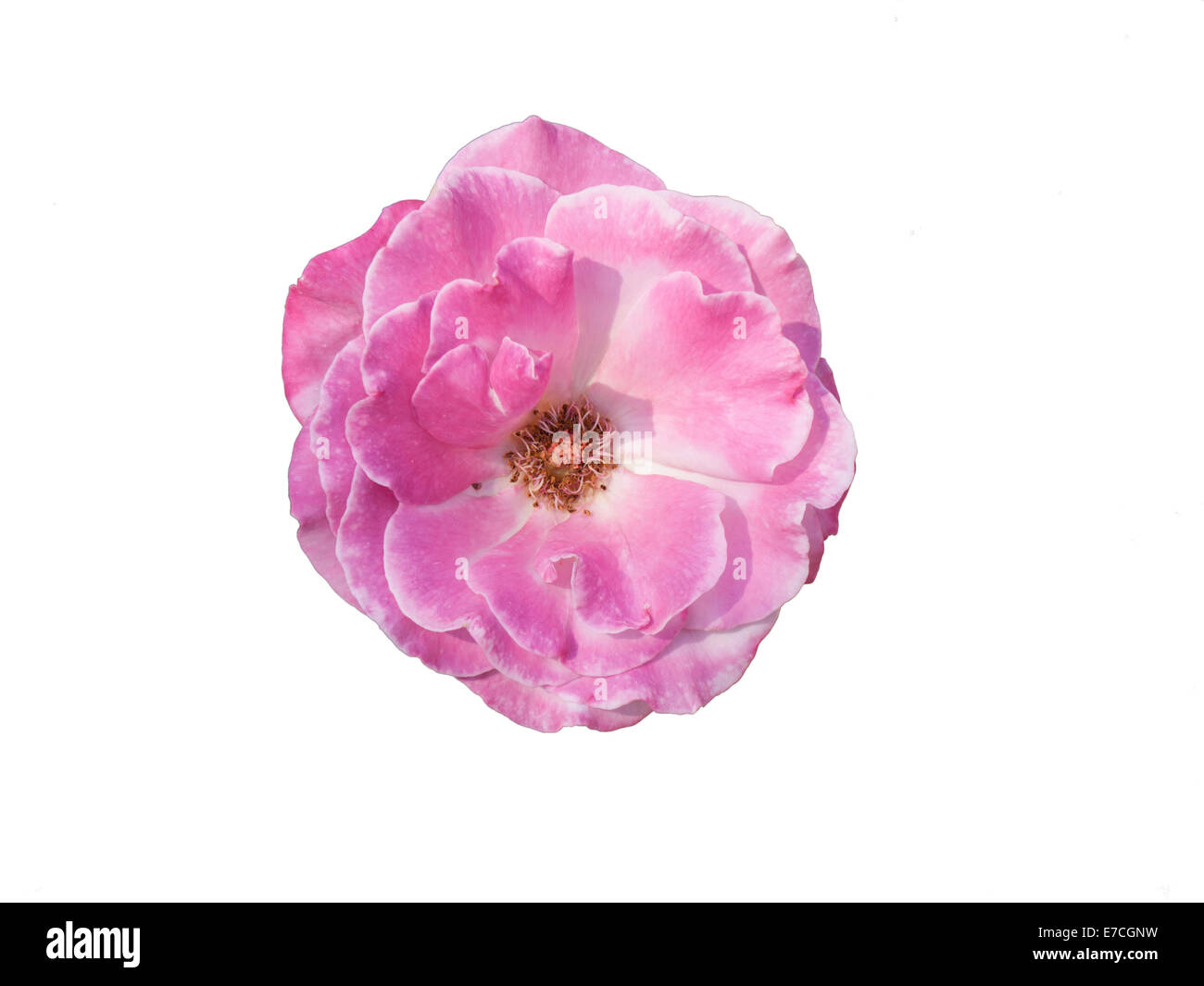 pink rose isolated on white Stock Photo