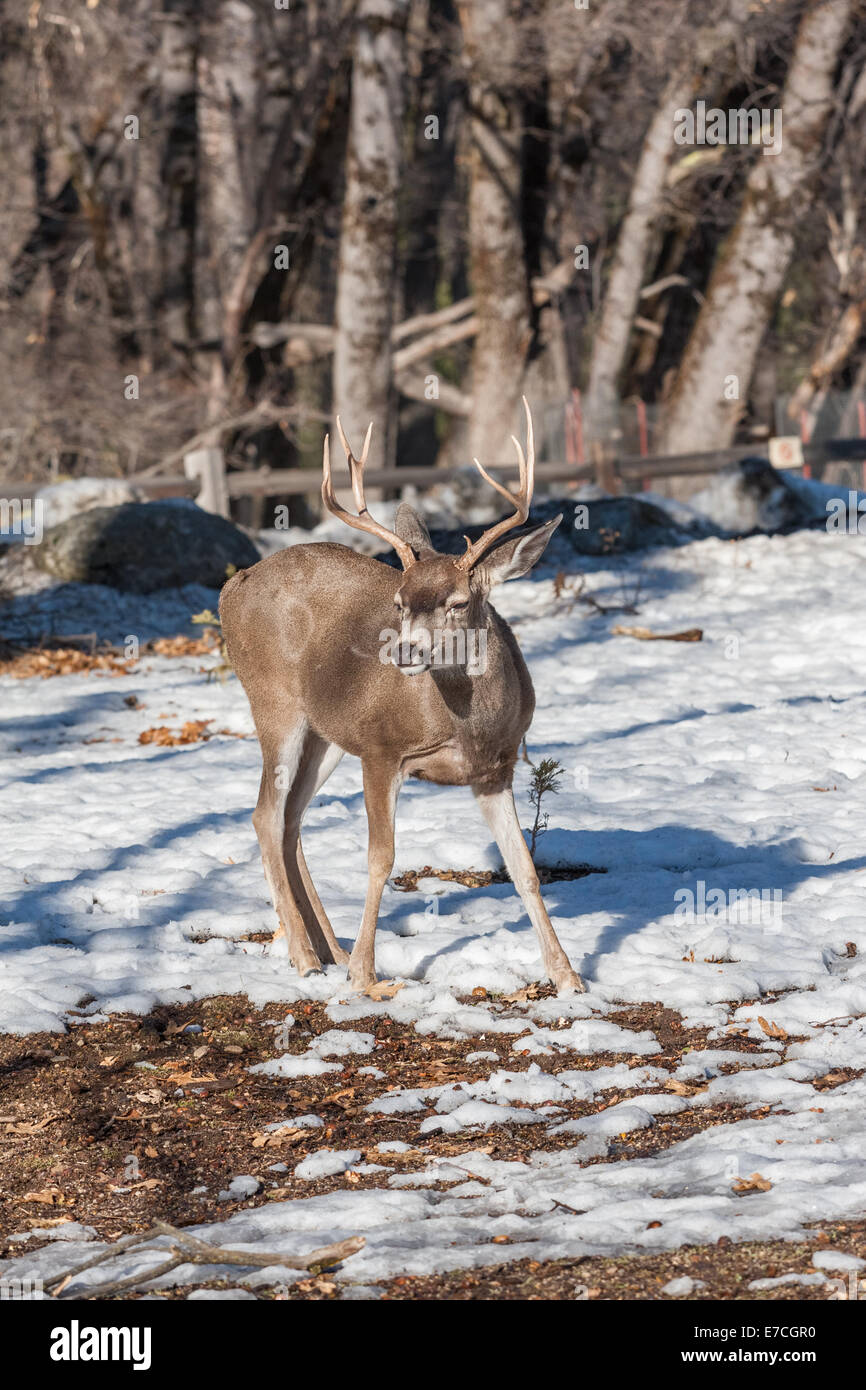Mule deer stag, winter, Yosemite National Park, California, USA Stock Photo