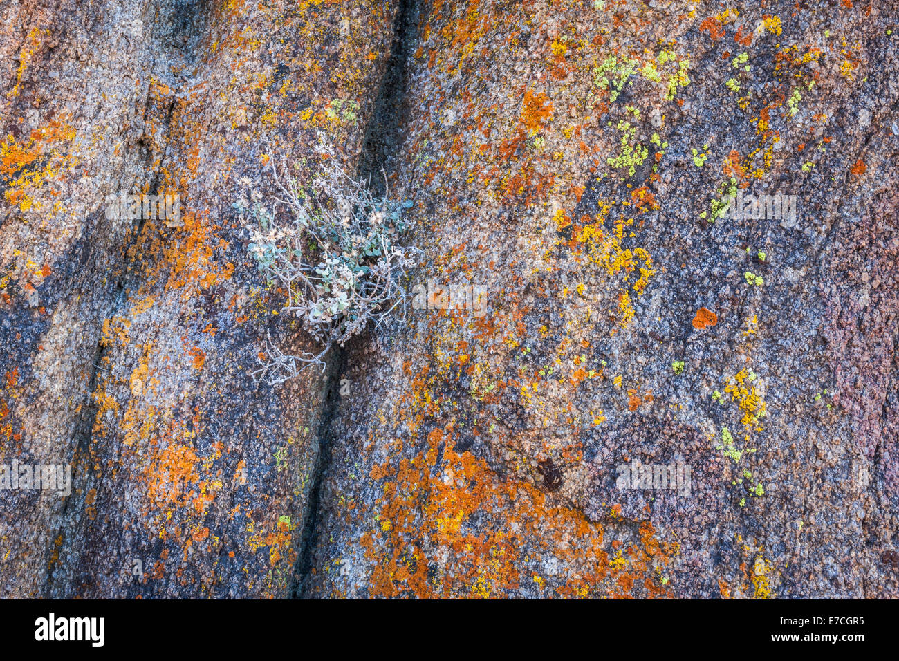 Close up of local flora living in granite rock crevice with orange and yellow lichens, Alabama Hills, California, USA Stock Photo