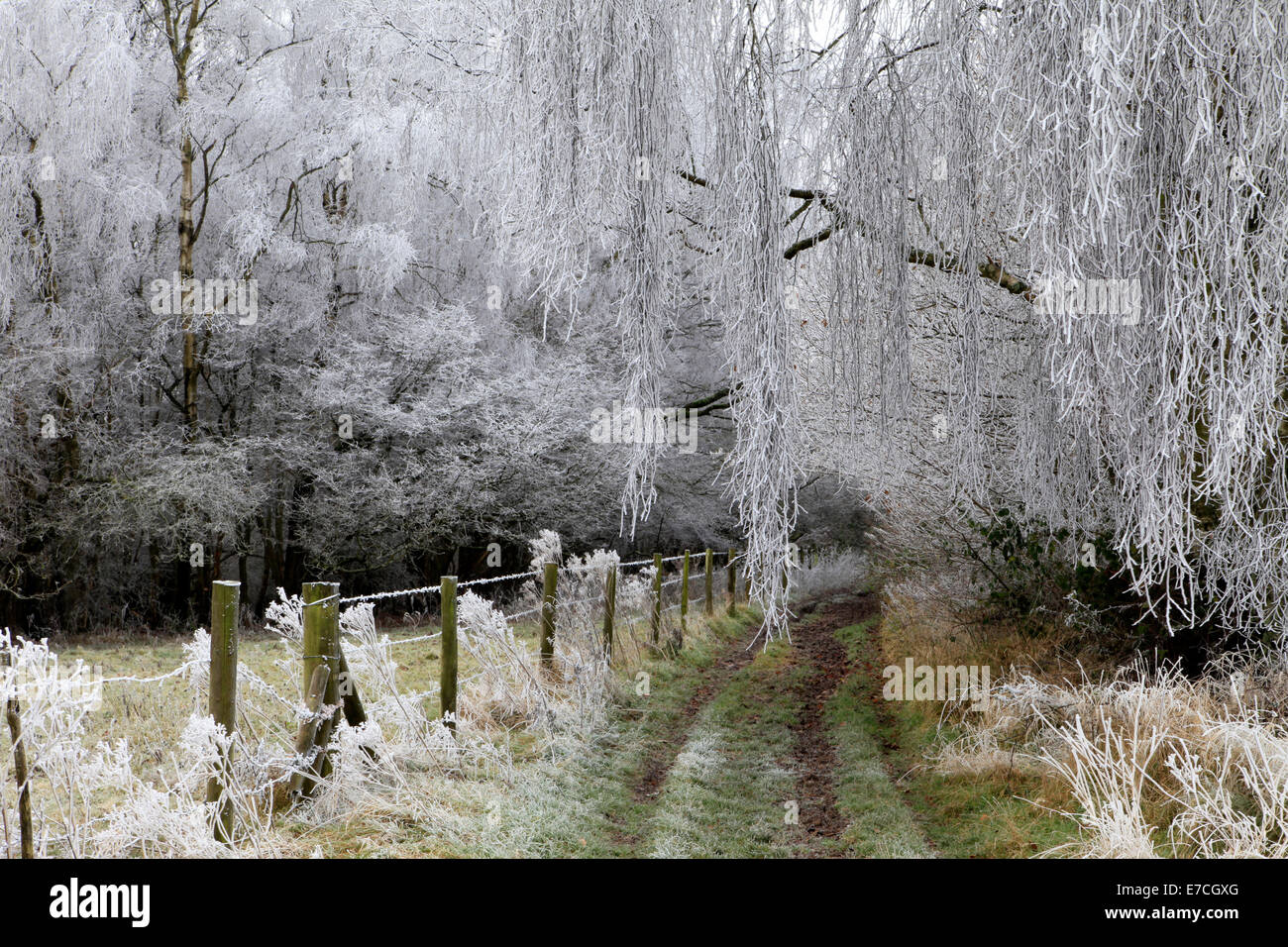 Hoar frost covering the branches of trees in Grovely Wood in Wiltshire, England. Stock Photo