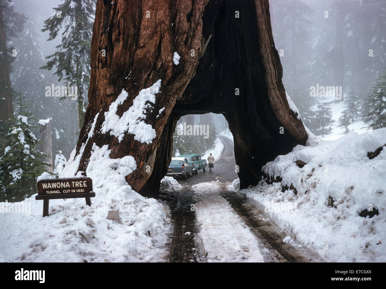 1950's Tourists, Snowy Scene at Wawona Tree Tunnel, CA, USA Stock Photo