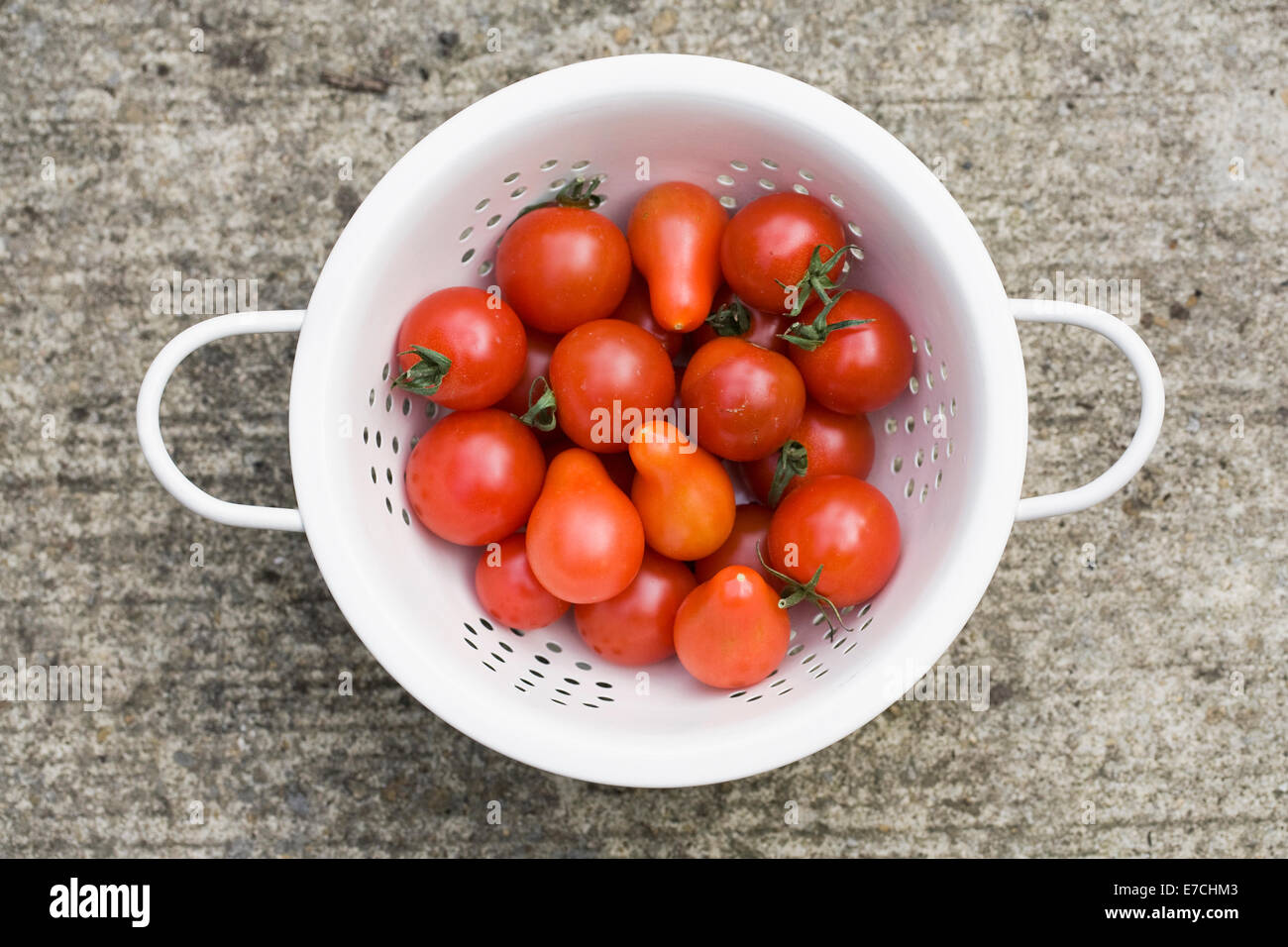 Lycopersicon esculentum. Colander of freshly picked tomatoes. Stock Photo