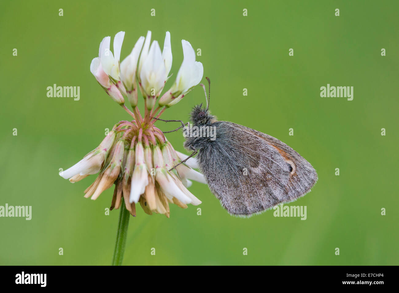 Small Heath, Coenonympha pamphilus, feeds nectar from white clover flower, Trifolium repens. Stock Photo