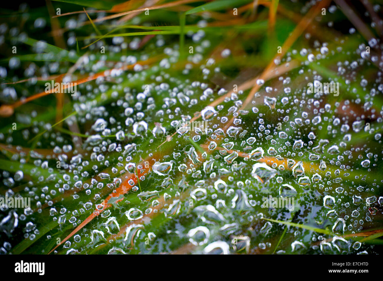 Raindrops collect on a spider web on blades of grass Stock Photo
