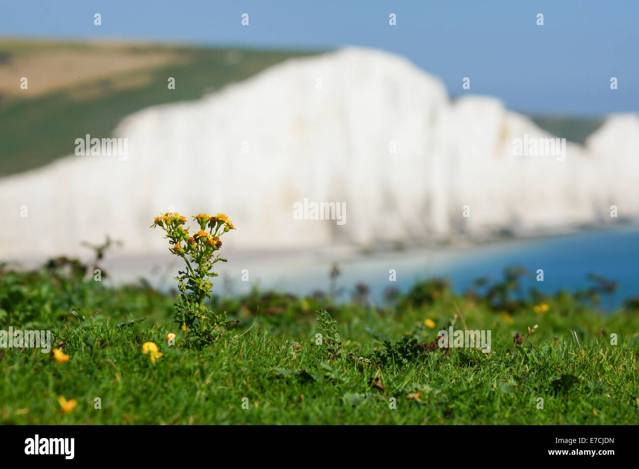 The Seven Sisters chalk cliffs near Seaford East Sussex England United Kingdom UK Stock Photo