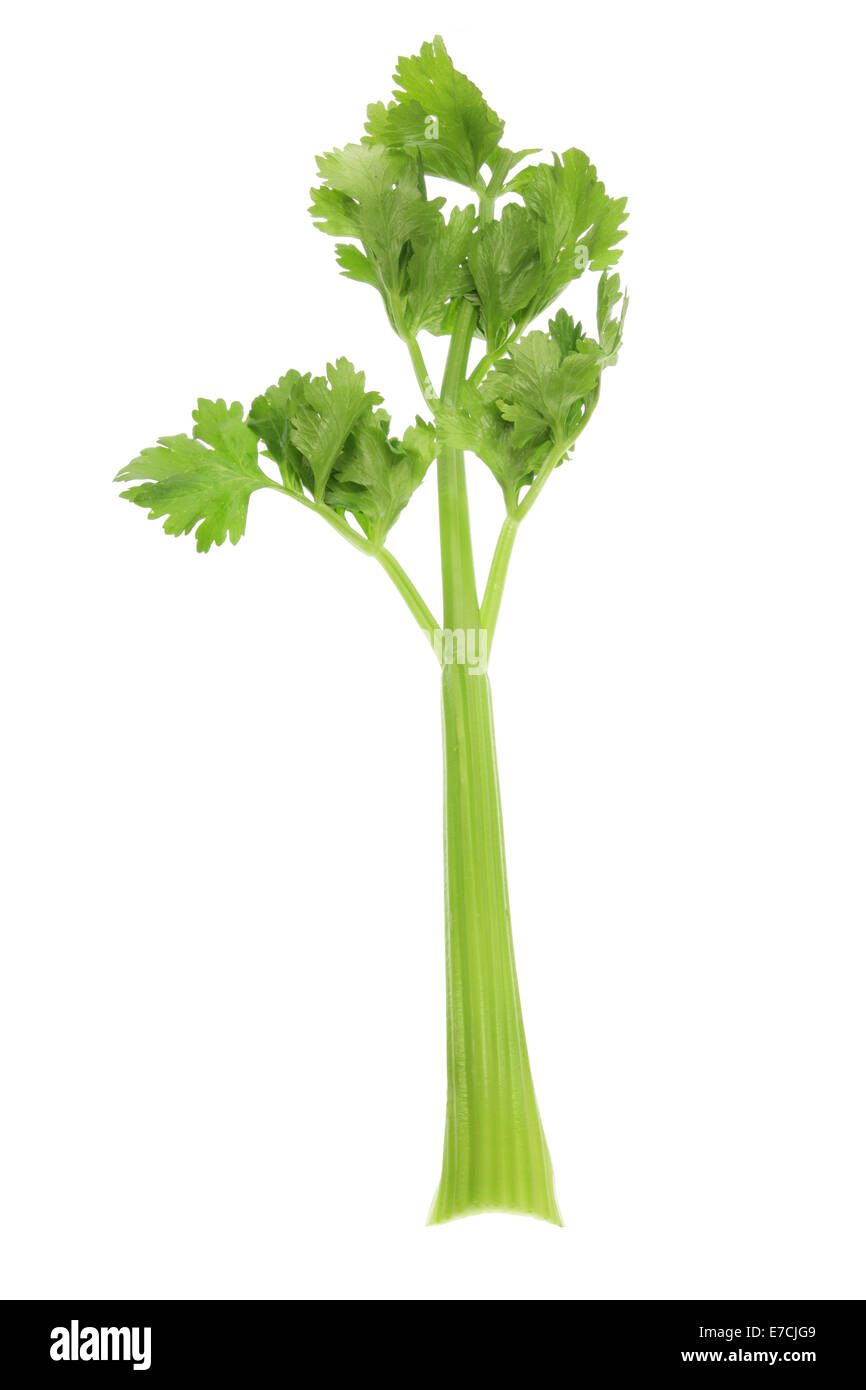 Celery stalk hires stock photography and images Alamy