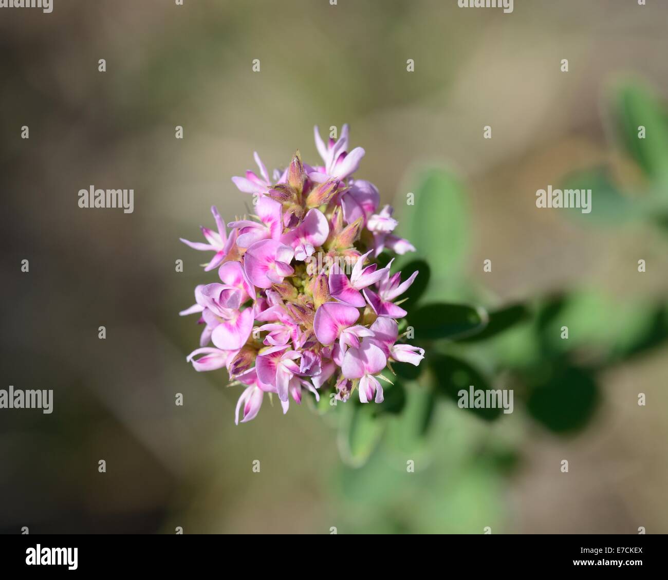 Slender Bush-clover Stock Photo