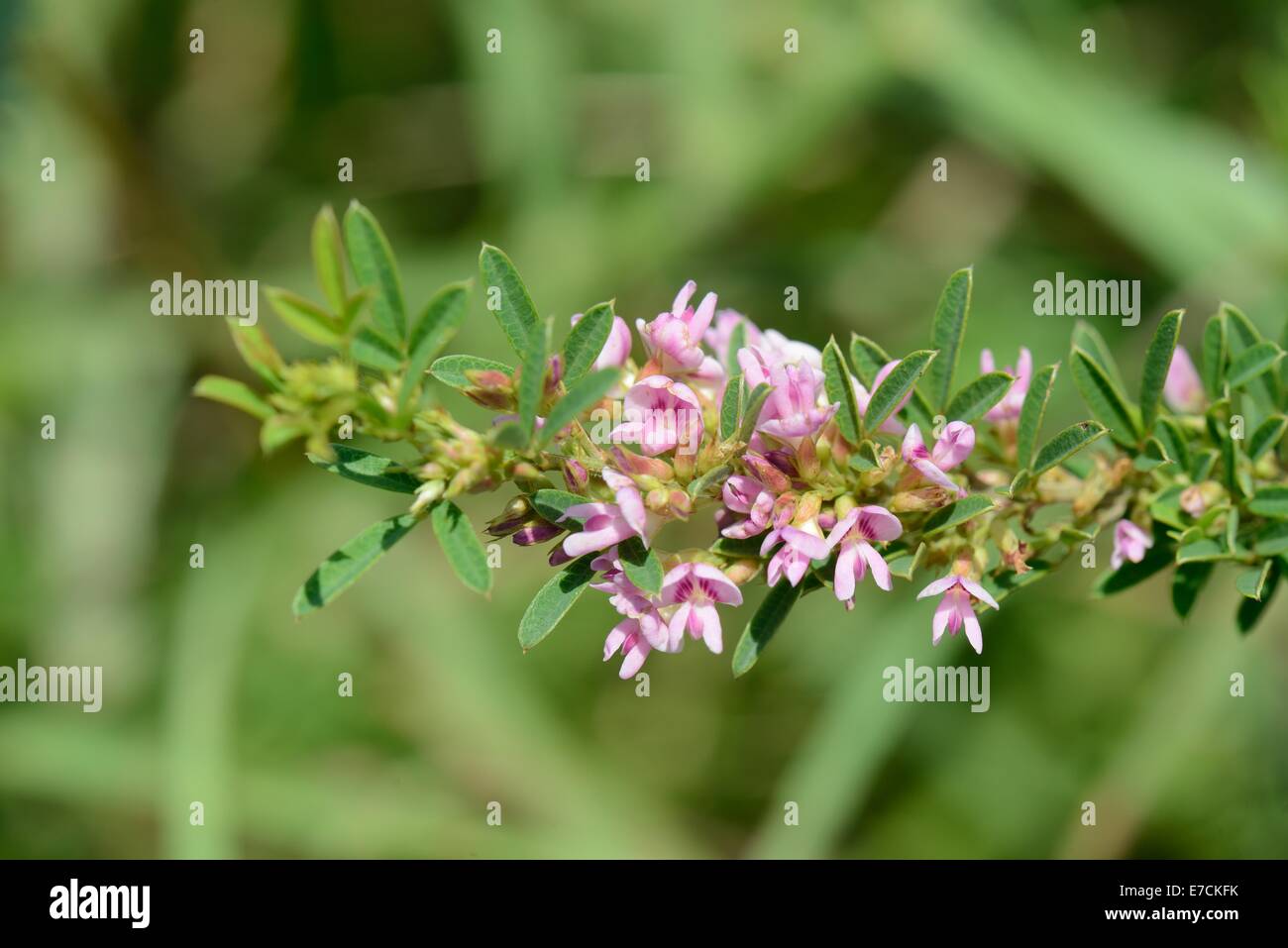 Slender Bush-clover Stock Photo