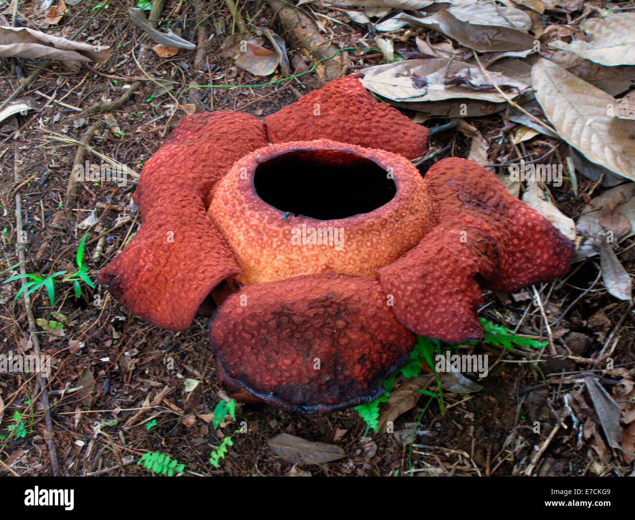 Refflesia Flower, the biggest flower of the jungle Stock Photo