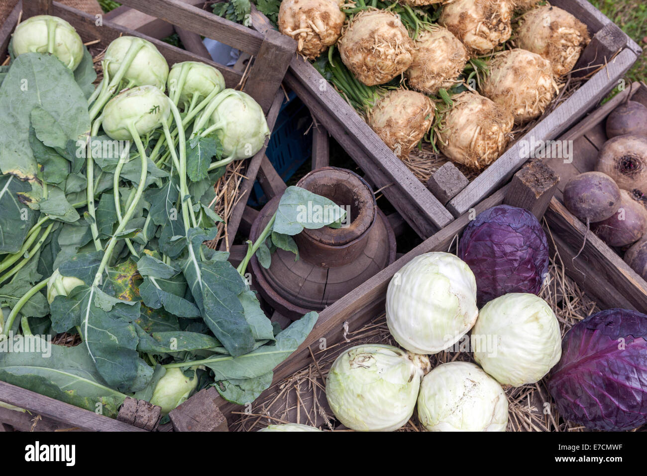 Kohlrabi, celery root, cabbage in farmers market. Stock Photo