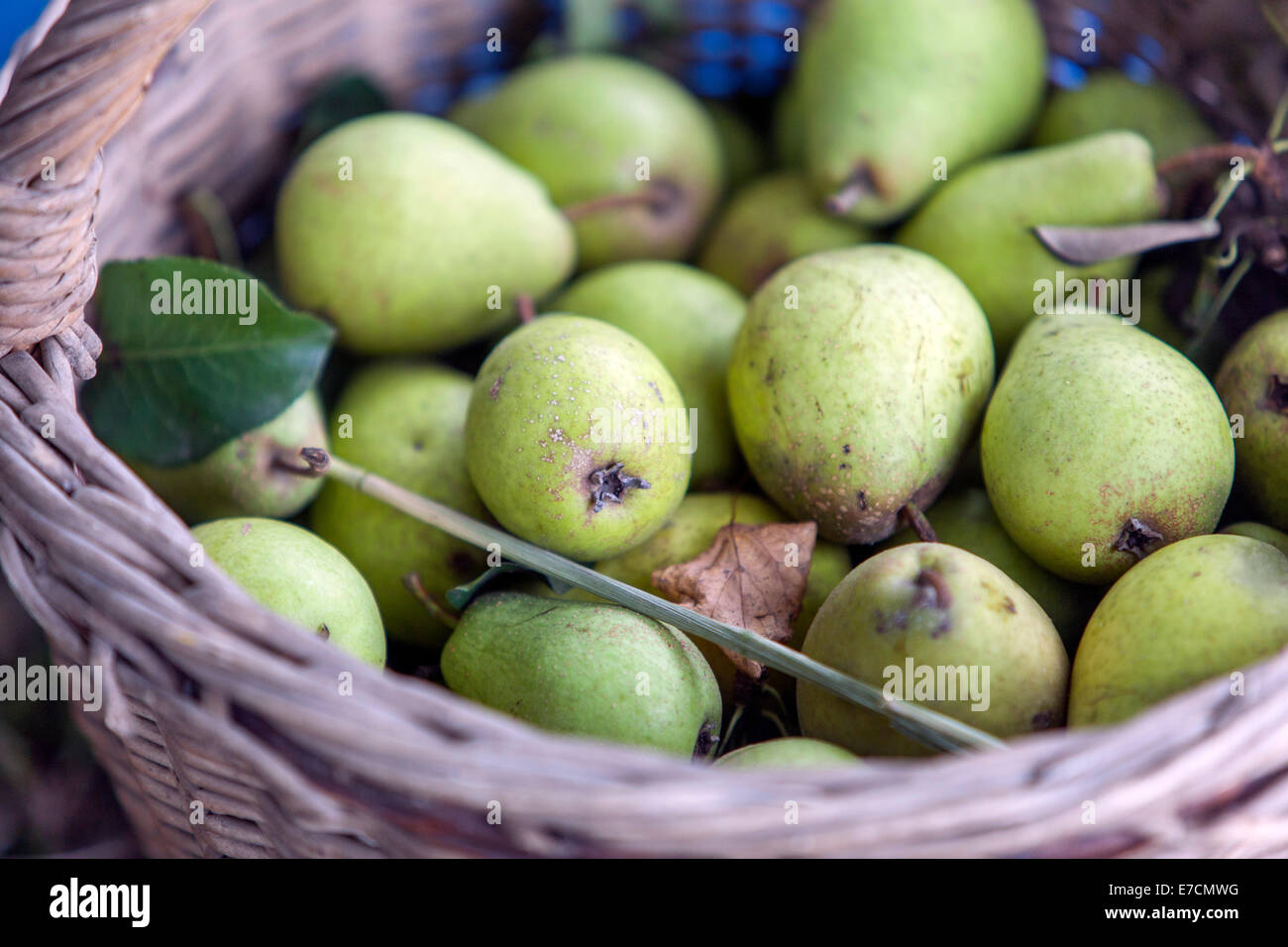 Pears in basket Stock Photo