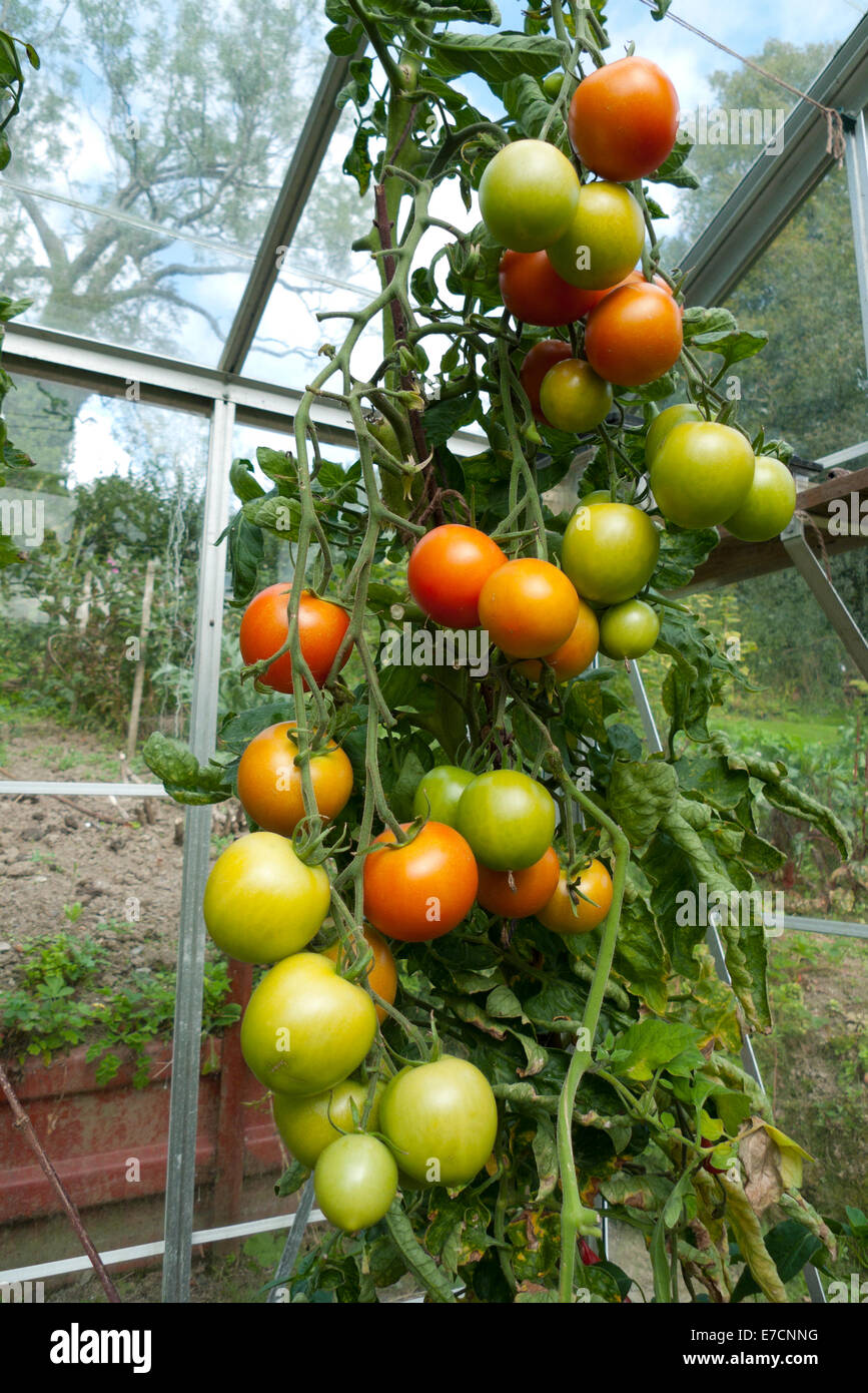 Tomatoes greenhouse uk hires stock photography and images Alamy