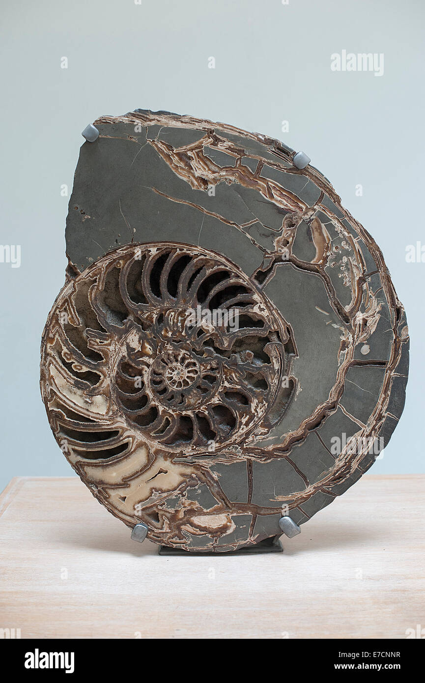 Fossil Ammonite, Asteroceras stellare, Early Jurassic period, Mollusca