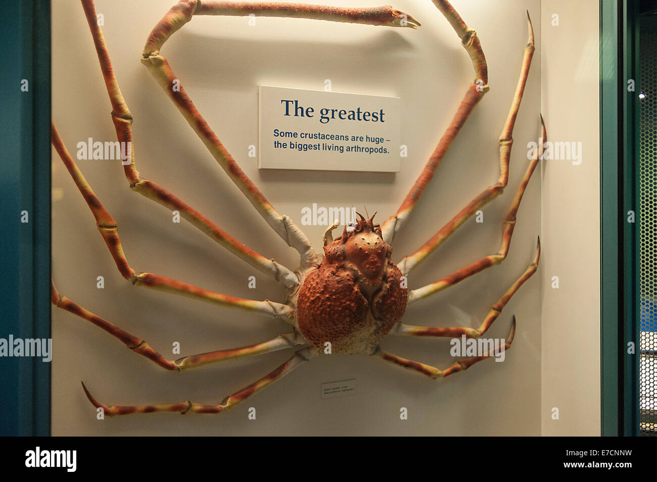 Japanese spider crab, Macrocheira kaempferi, Inachidae, Cruustacea, Natural History Museum, London, UK Stock Photo