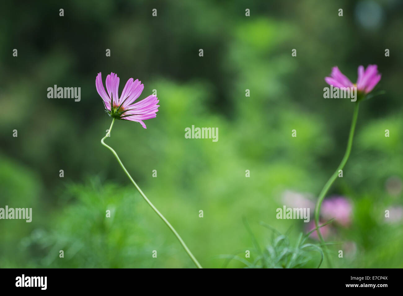 Spring Cosmos Cosmos factory hi-res stock photography and images - Alamy