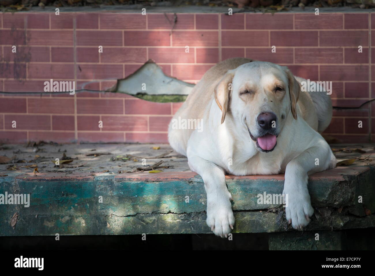 Dog lying in wait Stock Photo