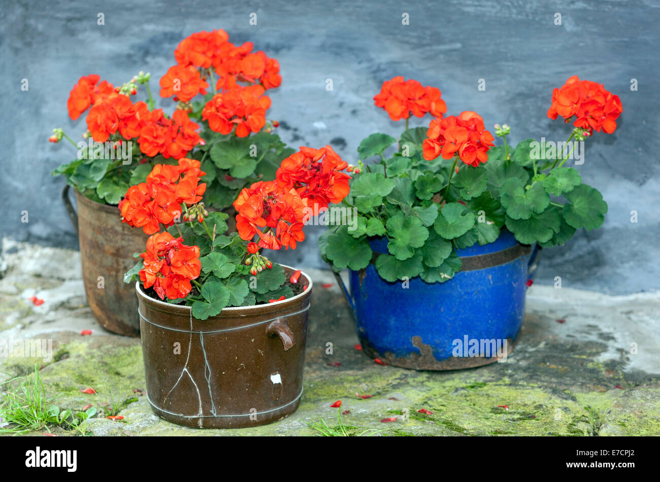 Geraniums pots flowers Pelargonium in flower ceramic pot Stock Photo