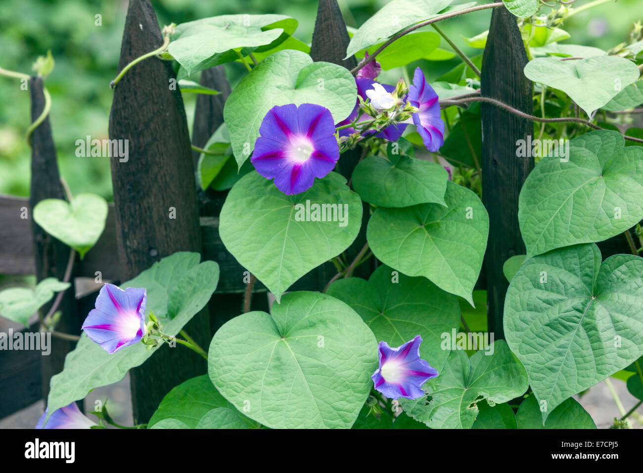 Morning Glory, Ipomoea purpurea on fence Stock Photo