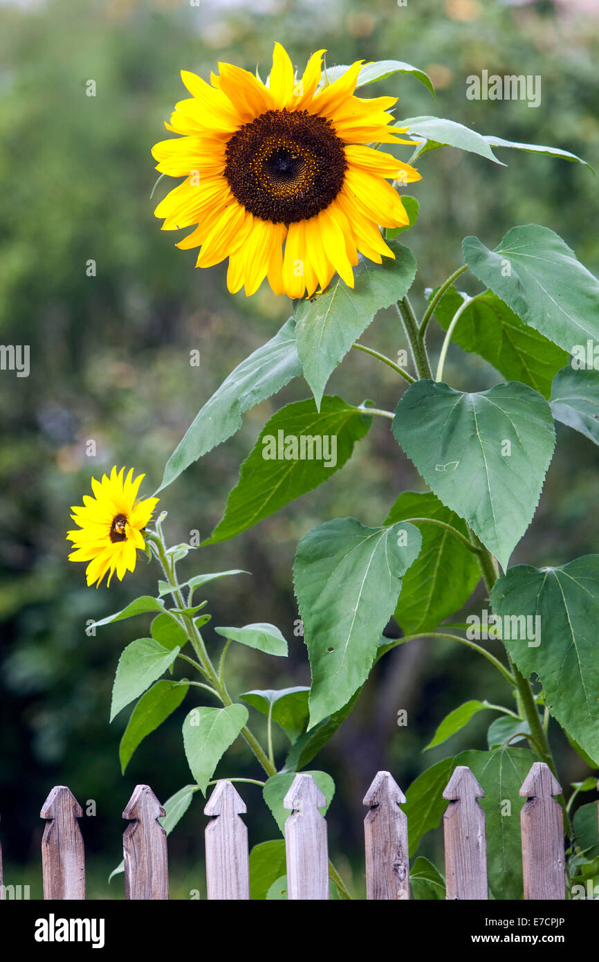 Sunflower Garden Fence High Resolution Stock Photography and Images Alamy