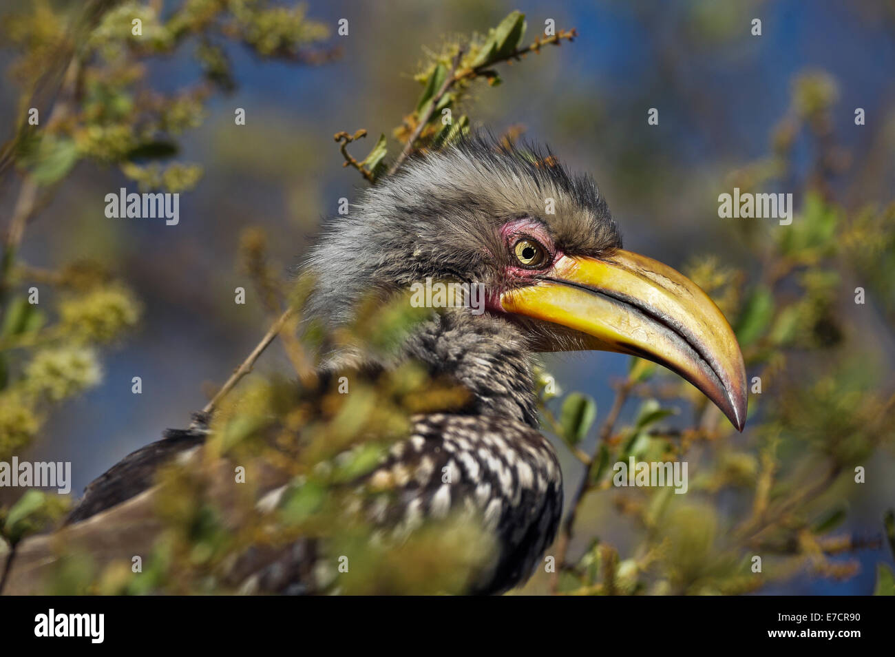 South Africa, Southern Yellow-billed Horn-bill, Tockus leucomelas Stock Photo