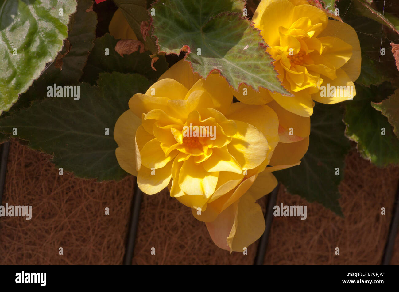 Yellow Begonias Stock Photo Alamy
