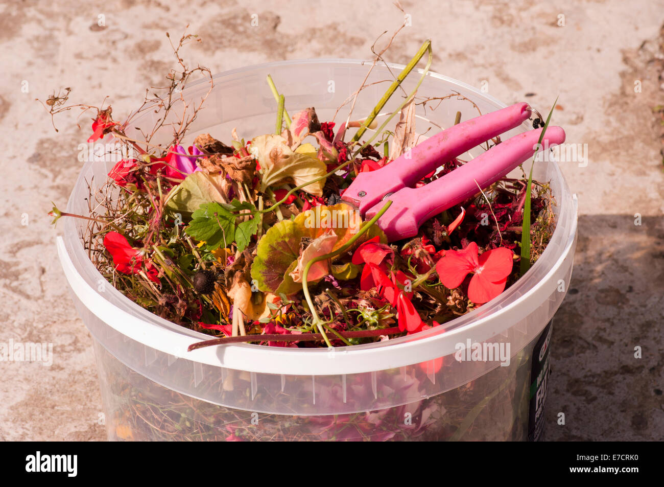 Dead Heads Of Flowers In a Pot with a Pair of Secateurs Stock Photo