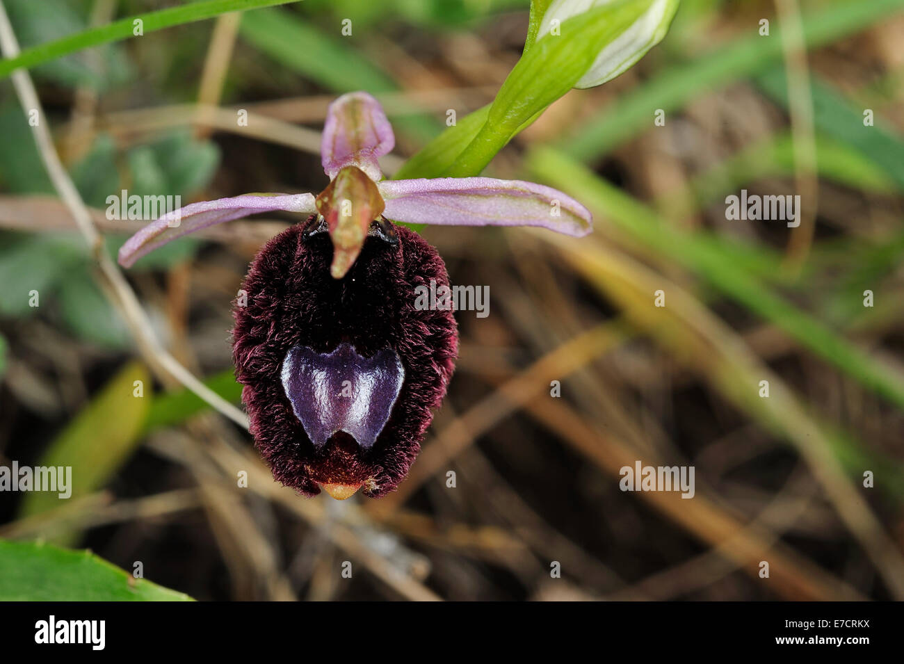 Wild orchid Ophrys bertoloniiformis, Orchideaceae, Gargano National Park, Puglia, Italy Stock Photo