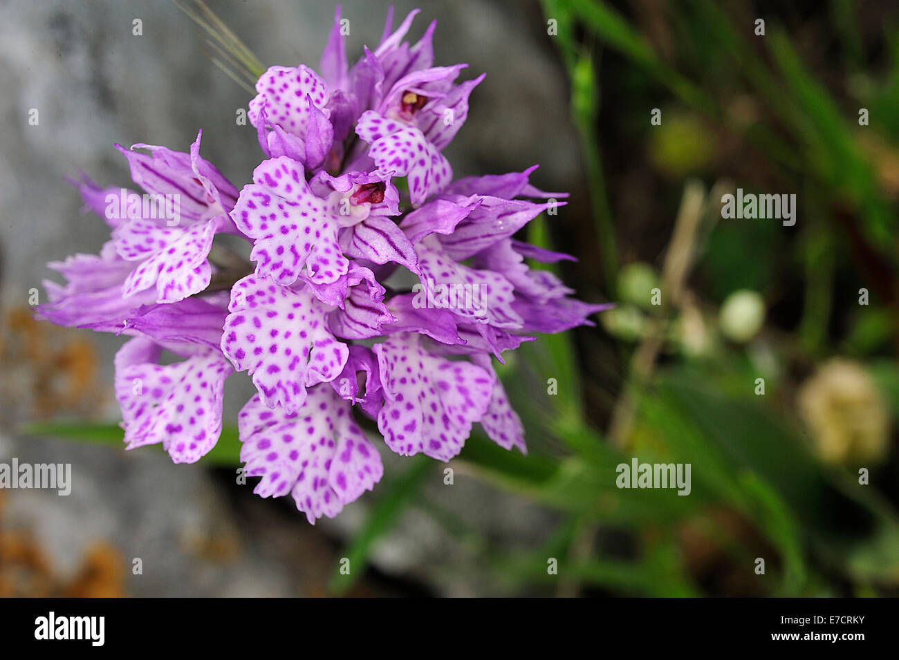 Wild orchid Orchis lactea, Orchideaceae, Gargano National Park, Puglia, Italy Stock Photo