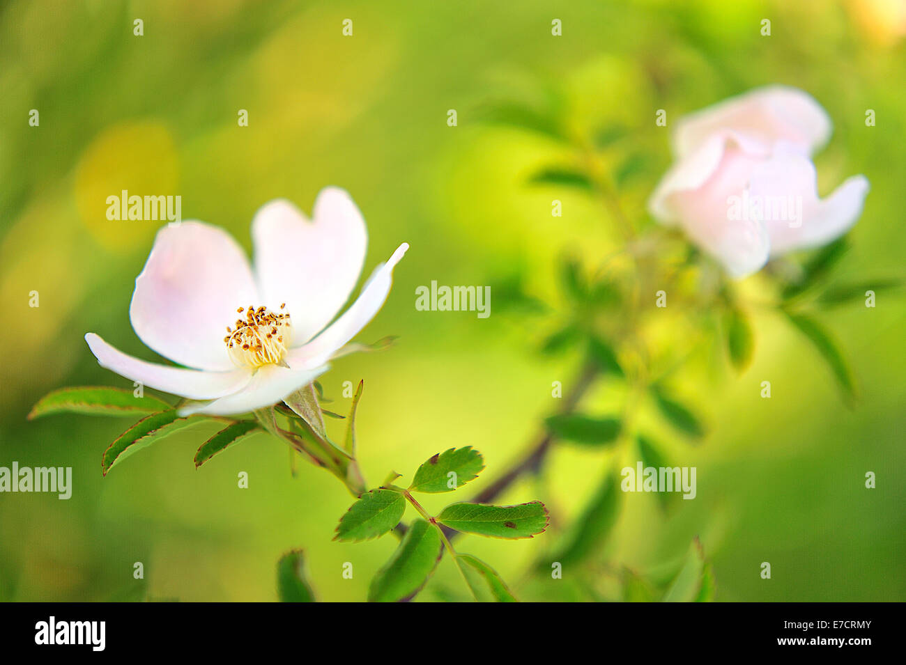 Dog Rose, Rosa canina, Rosaceae, Rascino Plateau, Rieti, Lazio, Italy Stock Photo