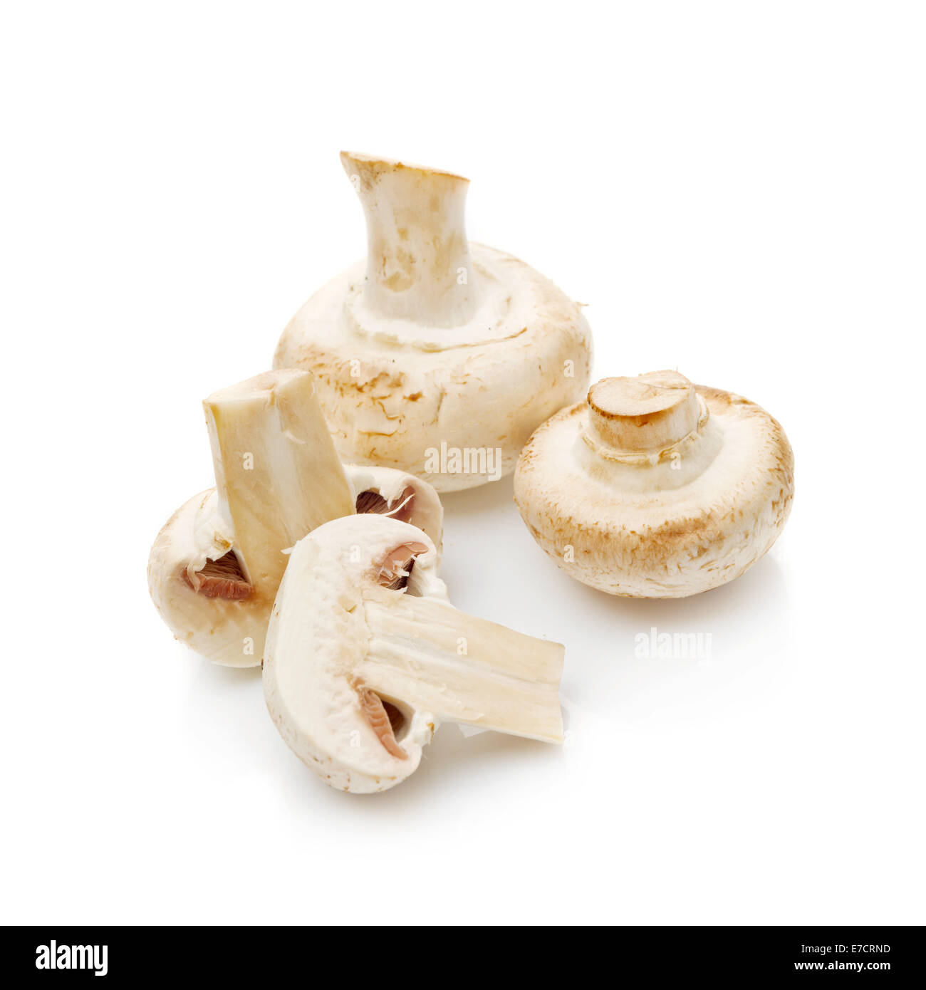 Fresh edible Portabello Mushroom Champignon over white background with reflection. Stock Photo