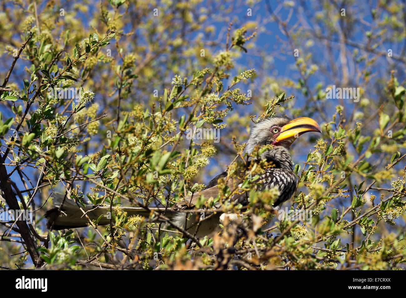 South Africa, Southern Yellow-billed Horn-bill, Tockus leucomelas Stock Photo