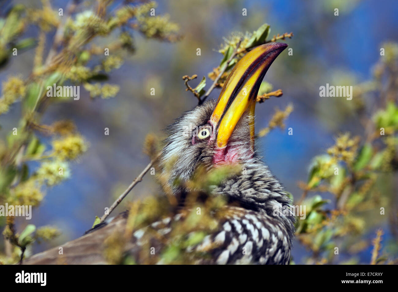 South Africa, Southern Yellow-billed Horn-bill, Tockus leucomelas Stock Photo