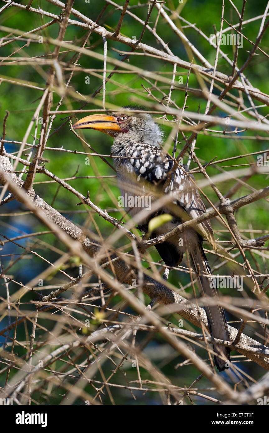 South Africa, Kruger NP, Southern Yellow-billed Horn-bill, Tockus leucomelas Stock Photo