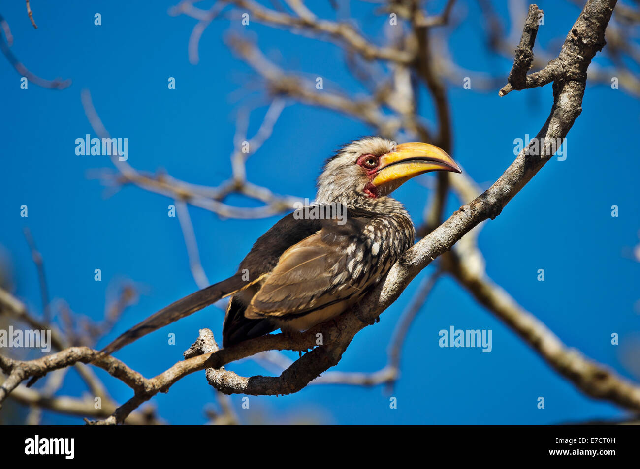 South Africa, Kruger NP, Southern Yellow-billed Horn-bill, Tockus leucomelas Stock Photo
