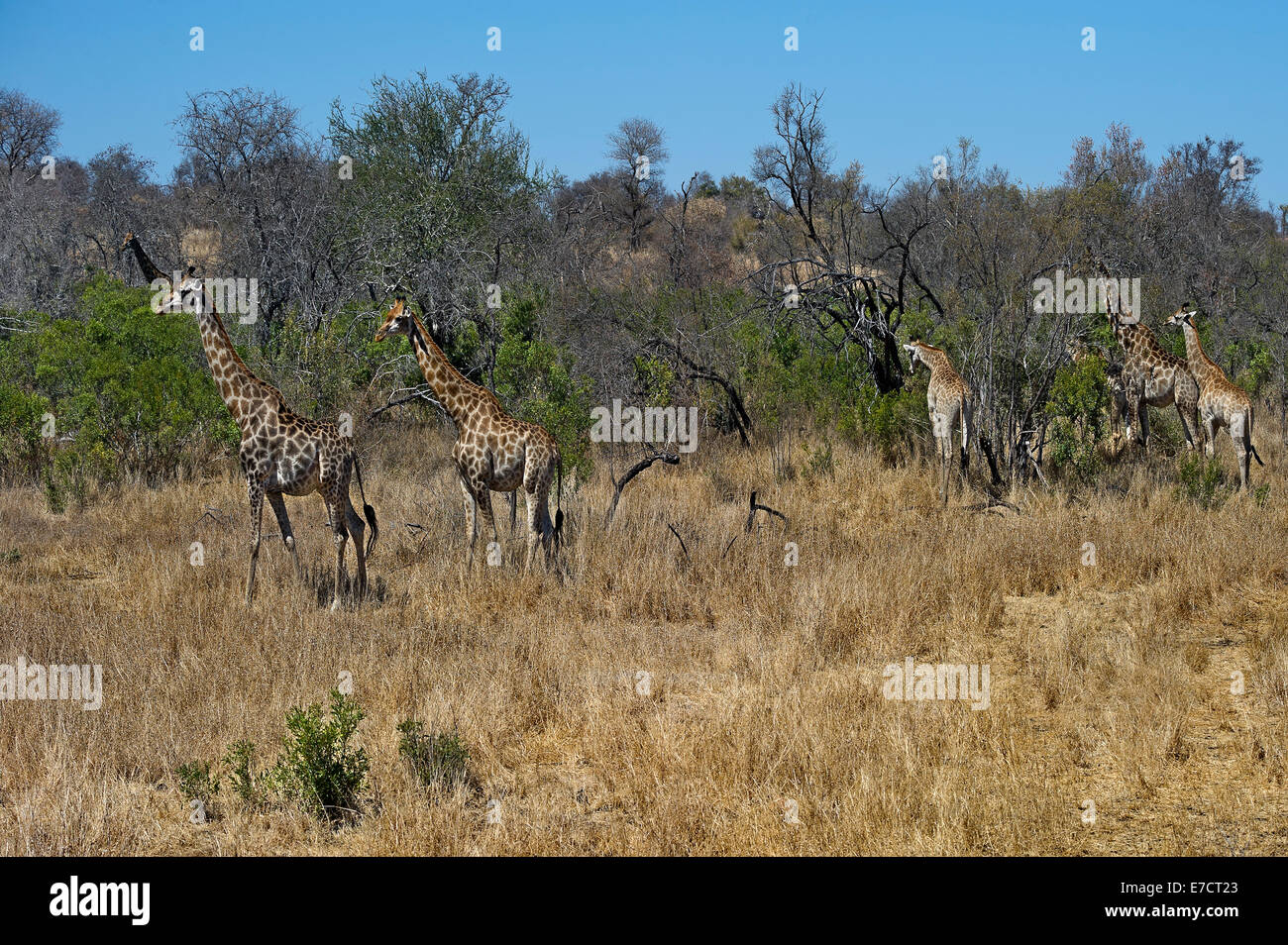 Group of giraffes eating trees hi-res stock photography and images - Alamy