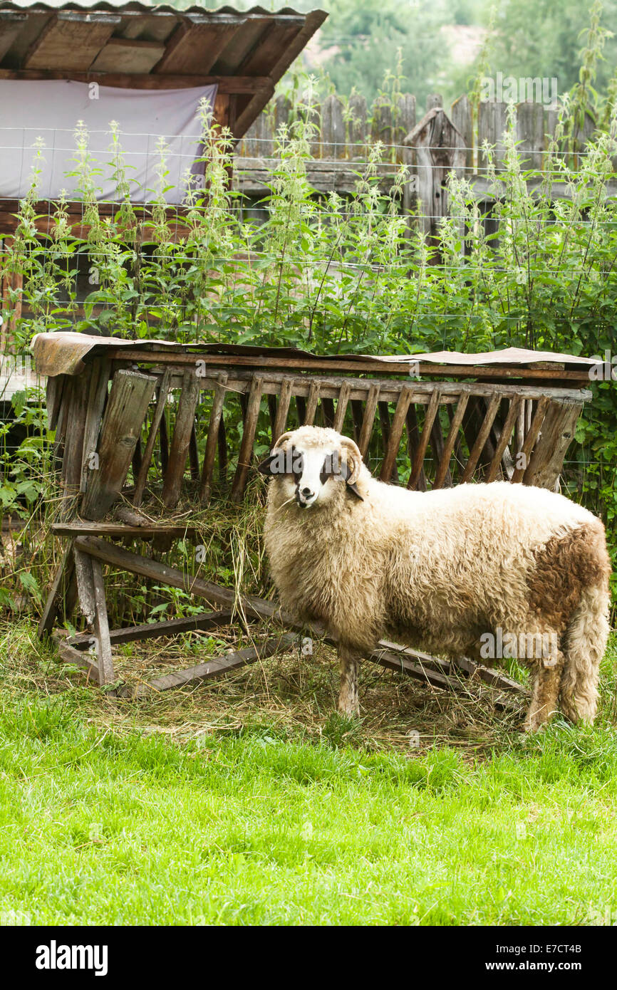 Poto of a lamb in the pen Stock Photo - Alamy